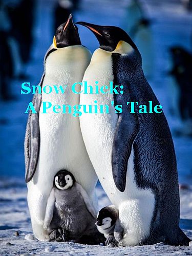 Постер Заснеженный птенец или История одного пингвина